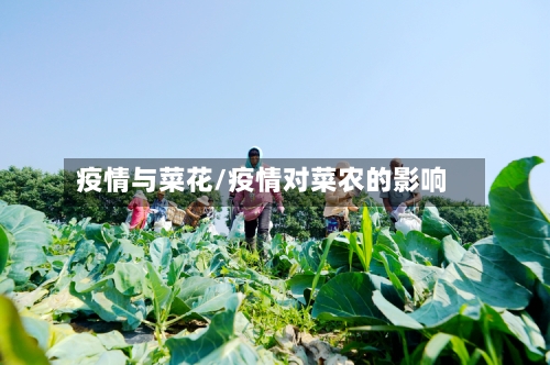 疫情与菜花/疫情对菜农的影响
