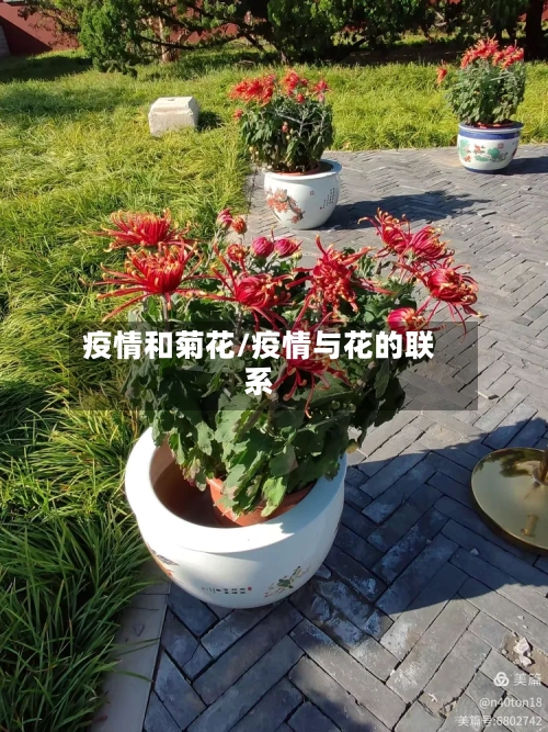 疫情和菊花/疫情与花的联系