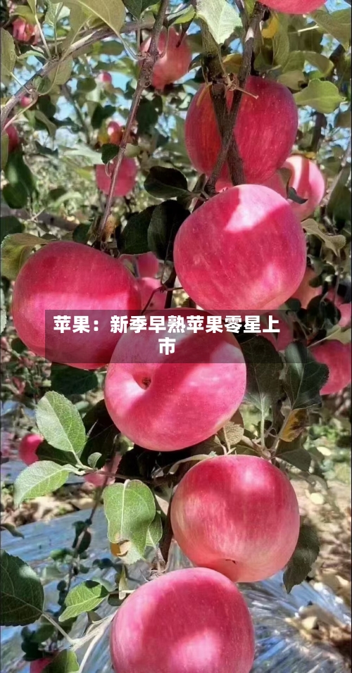 苹果:新季早熟苹果零星上市-第1张图片